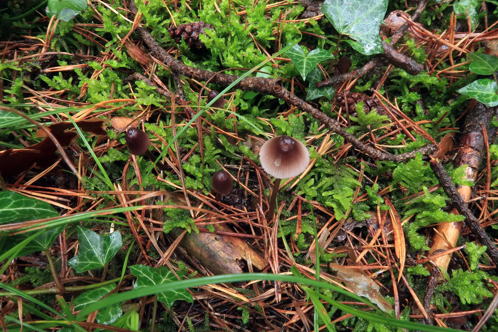 Mycena rubromarginata - 1 - IMG_7719